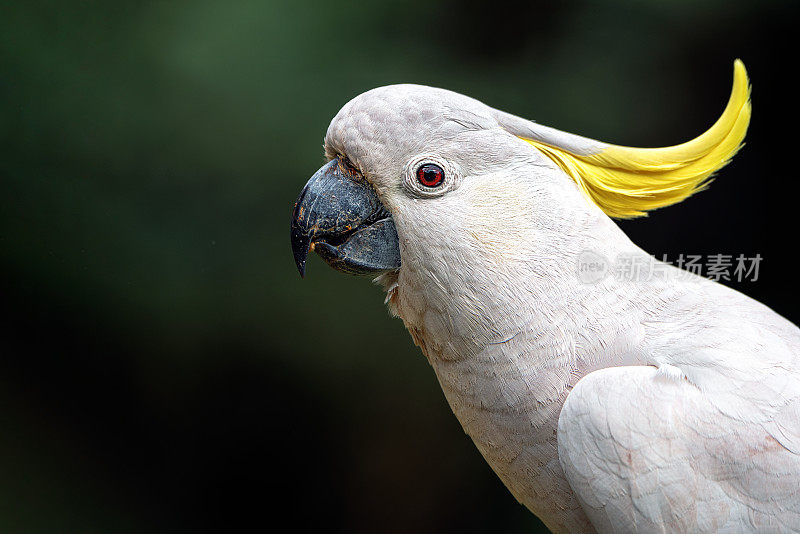 硫磺凤头鹦鹉(Cacatua galerita)